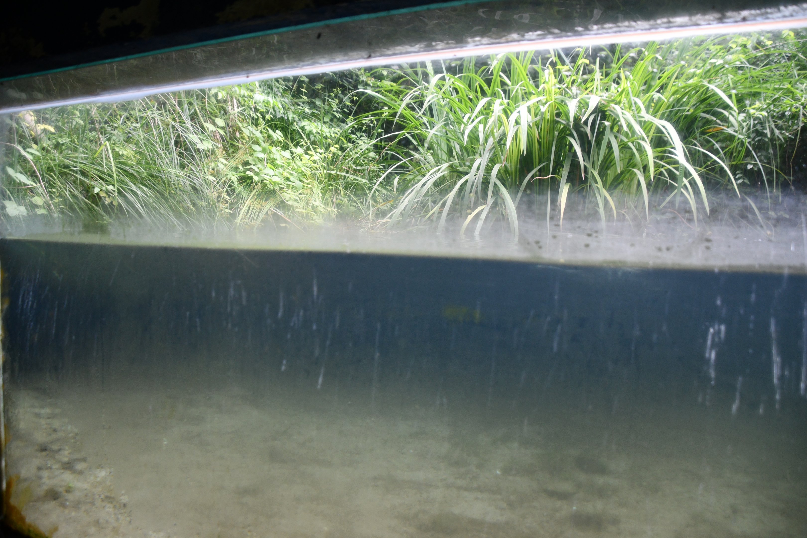 Little Grebe exhibit (no show)