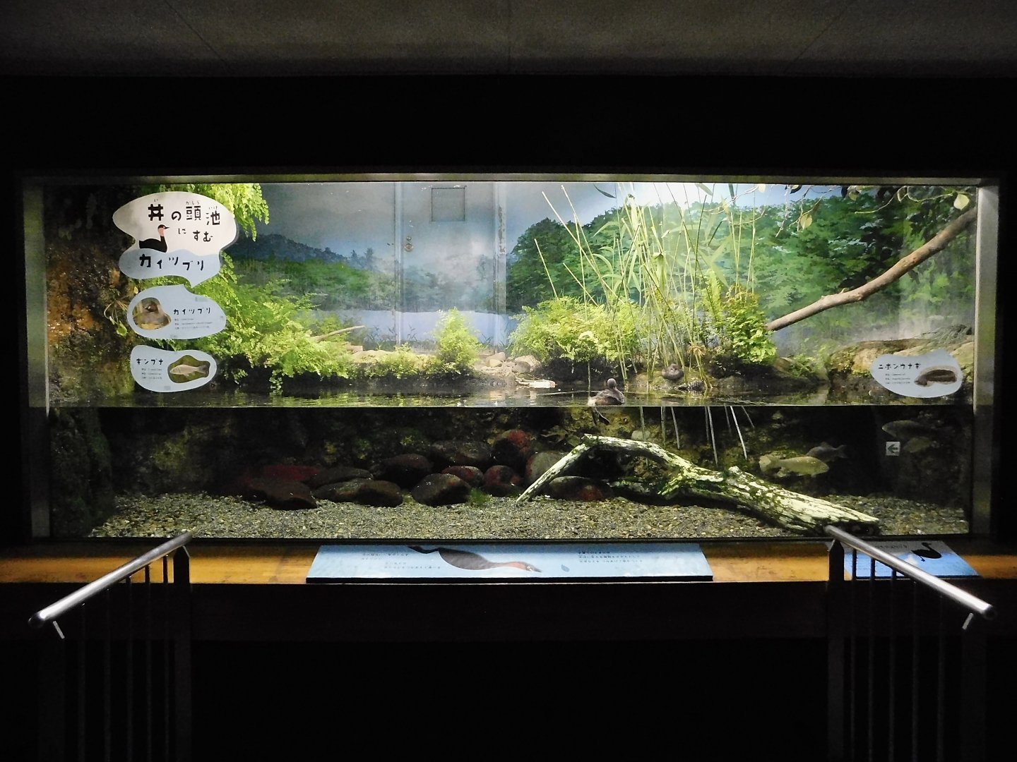 Little Grebe Exhibit October 4, 2025