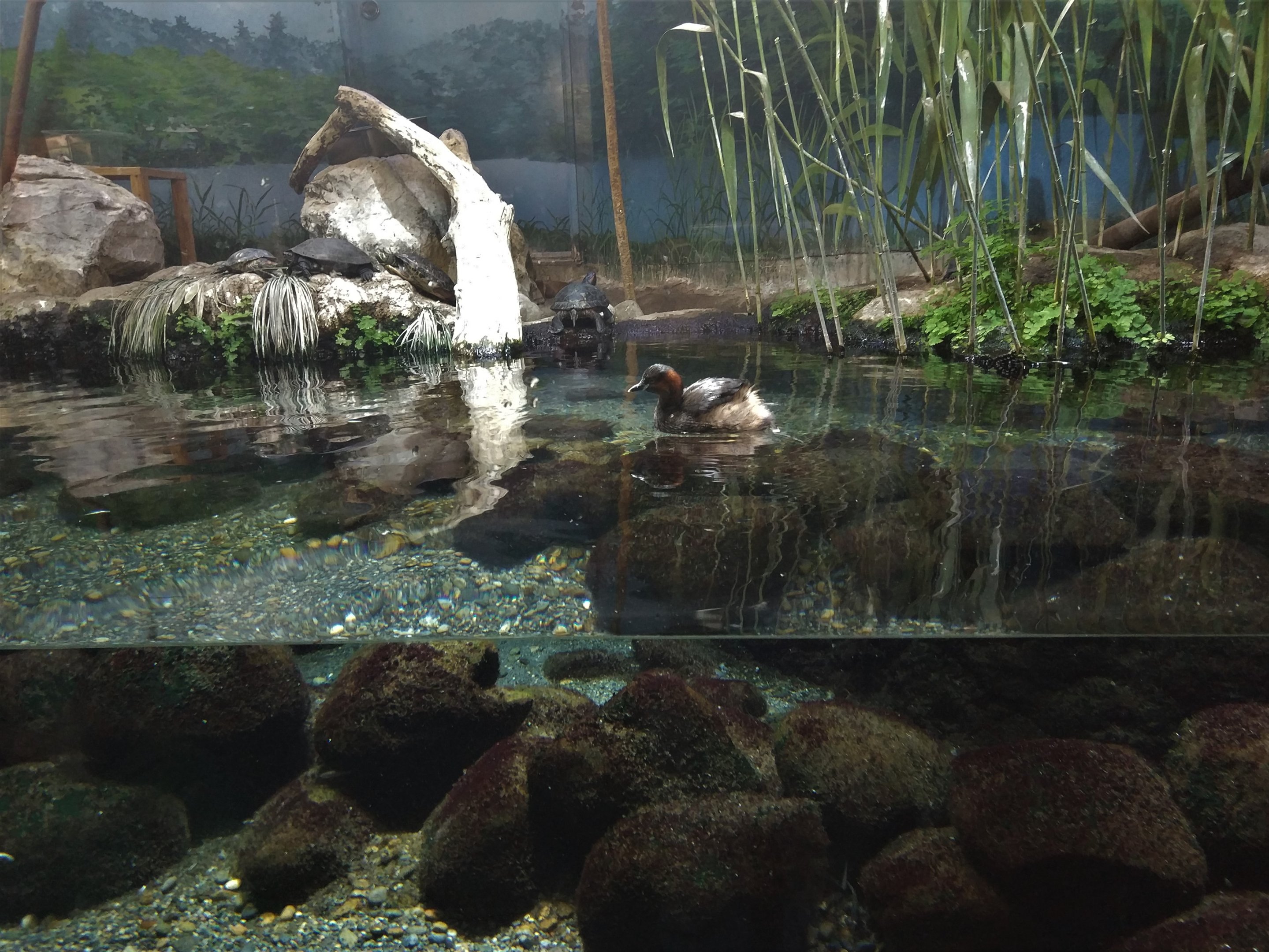 Little Grebe Exhibit