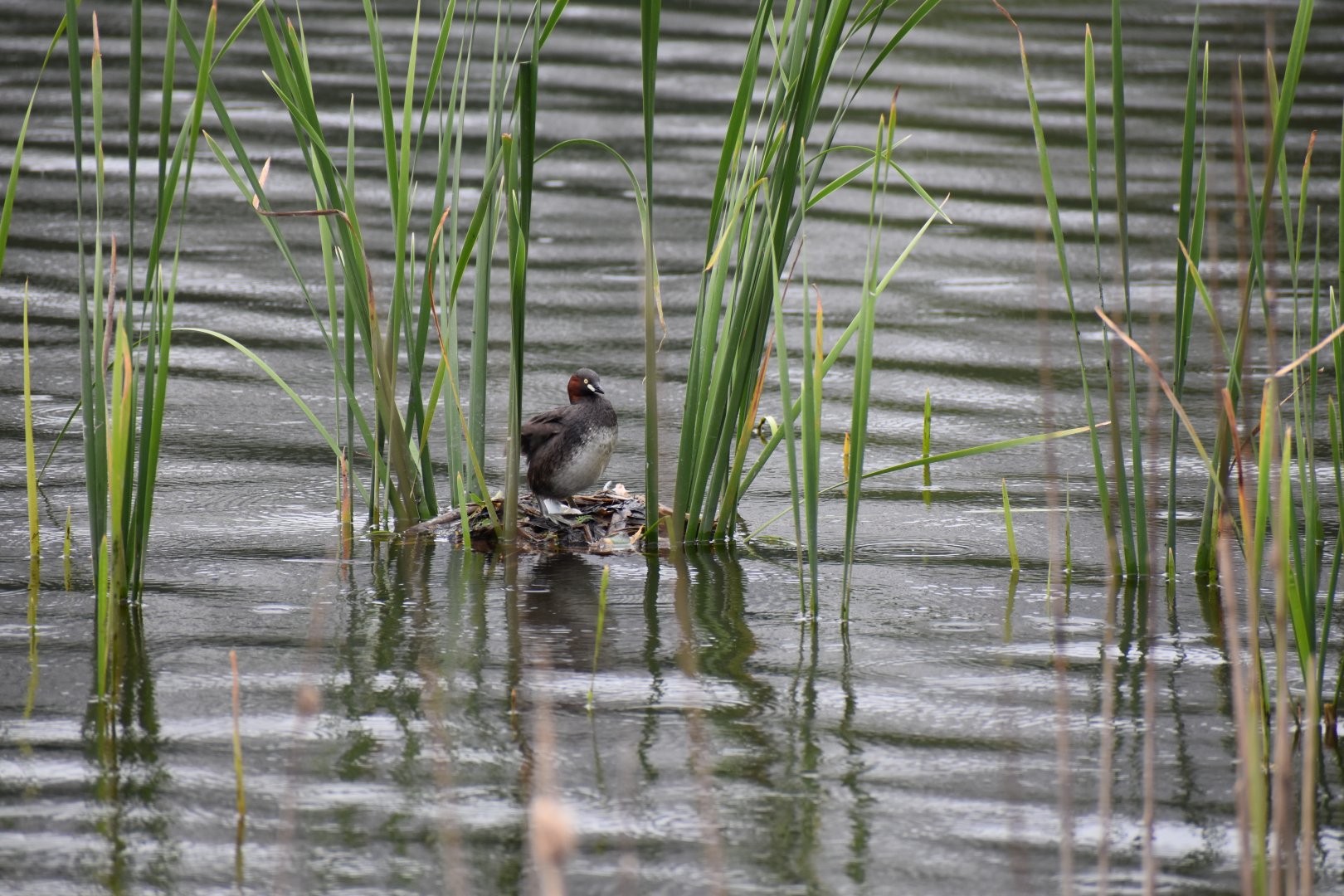 Little Grebe ~ Inokashira Park