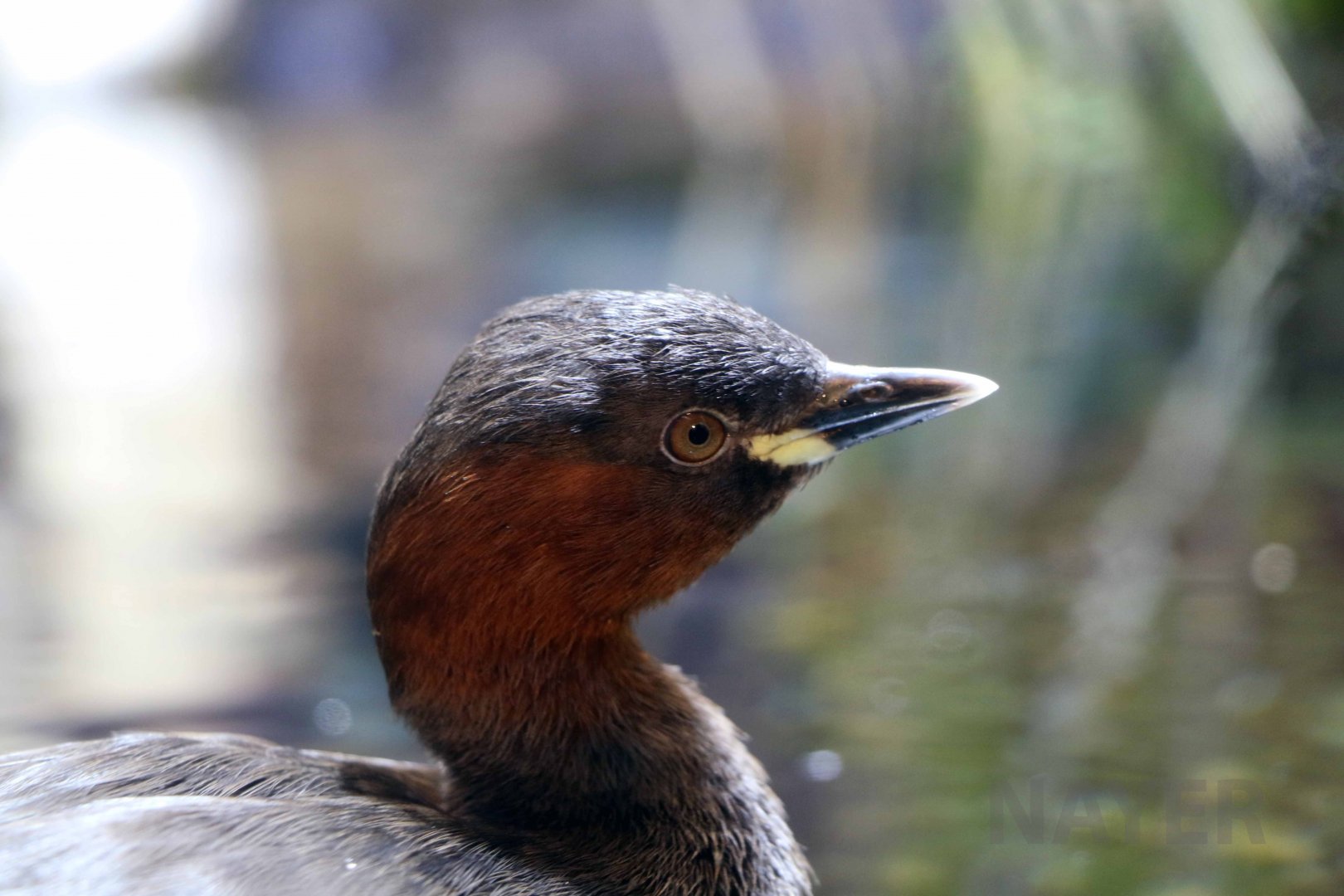 Little grebe, October 2017