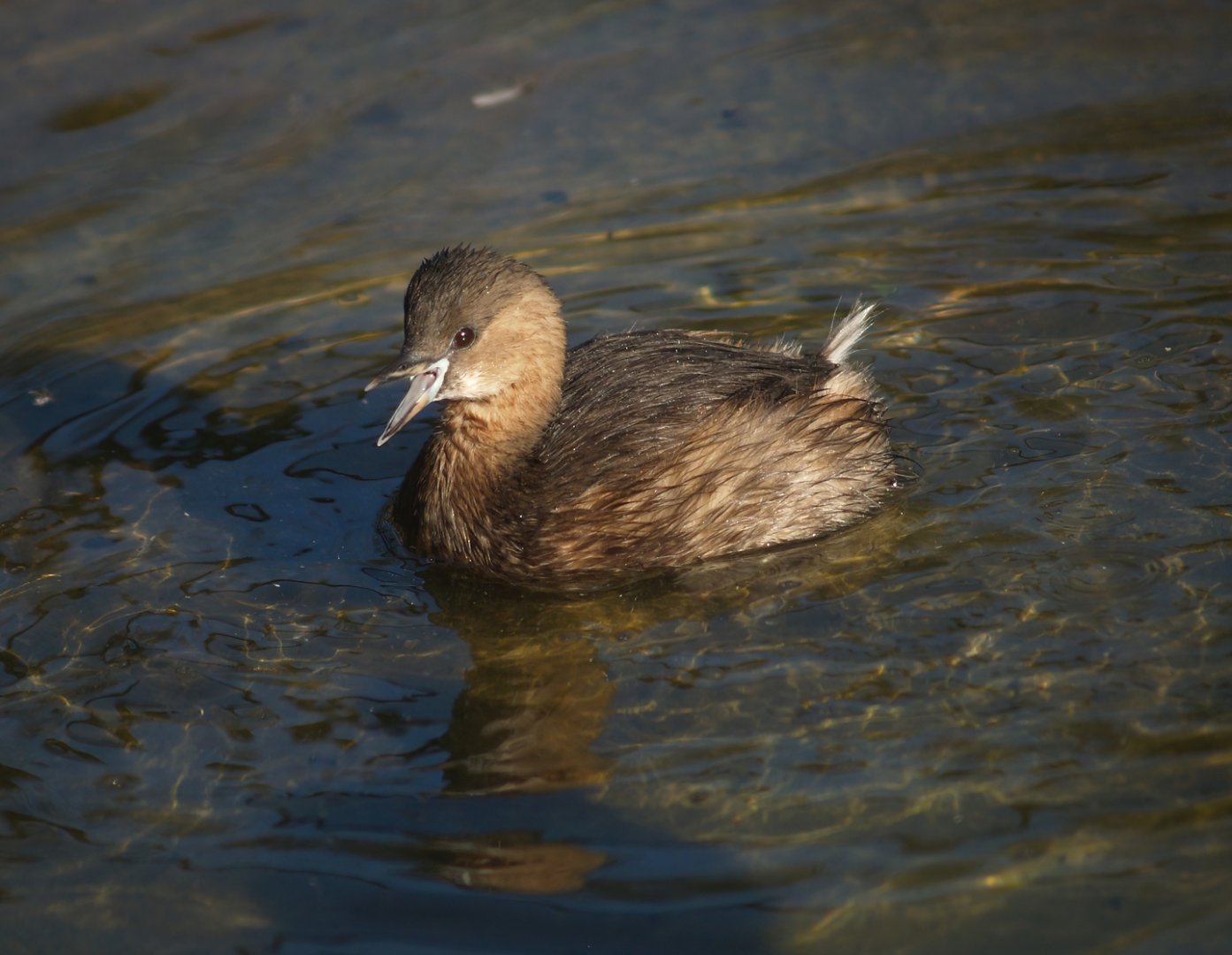 Little grebe (Tachybaptus ruficollis), 2008-02-10