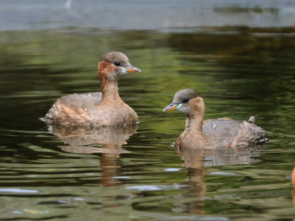 Little grebe (Tachybaptus ruficollis) - Brook Valley Zoo