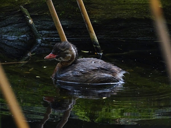 Little grebe (Tachybaptus ruficollis) chick