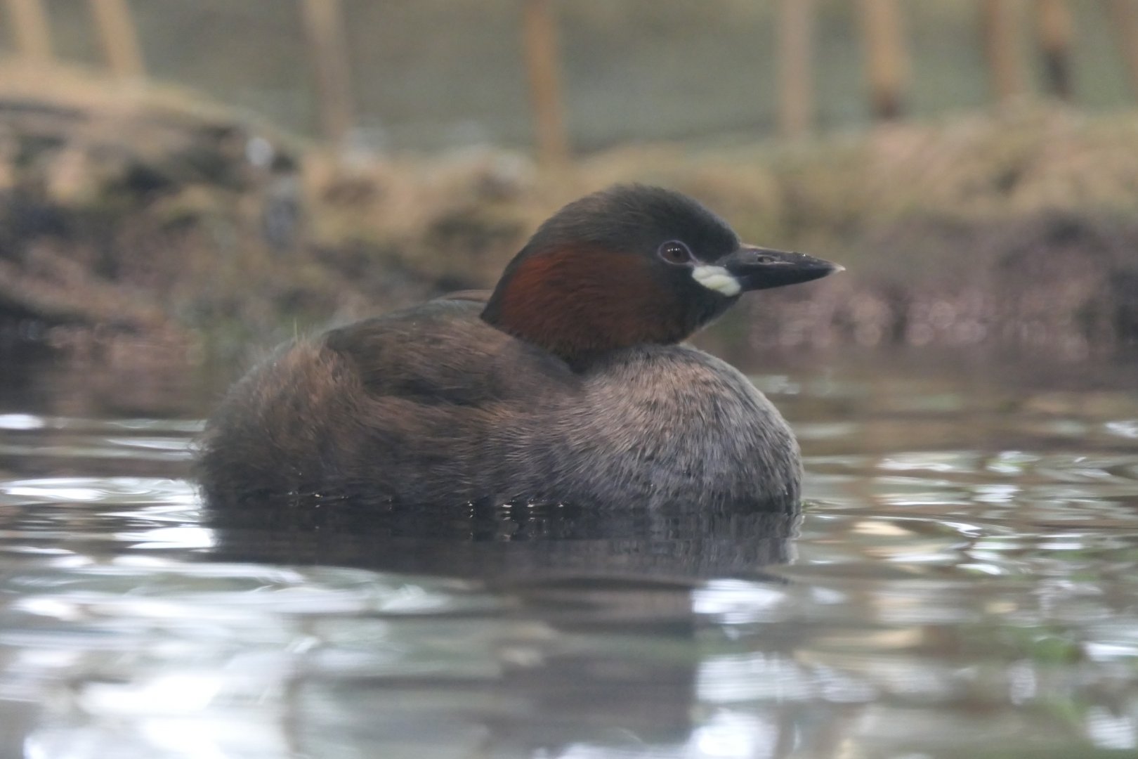Little Grebe (Tachybaptus ruficollis) - Lake Biwa Museum