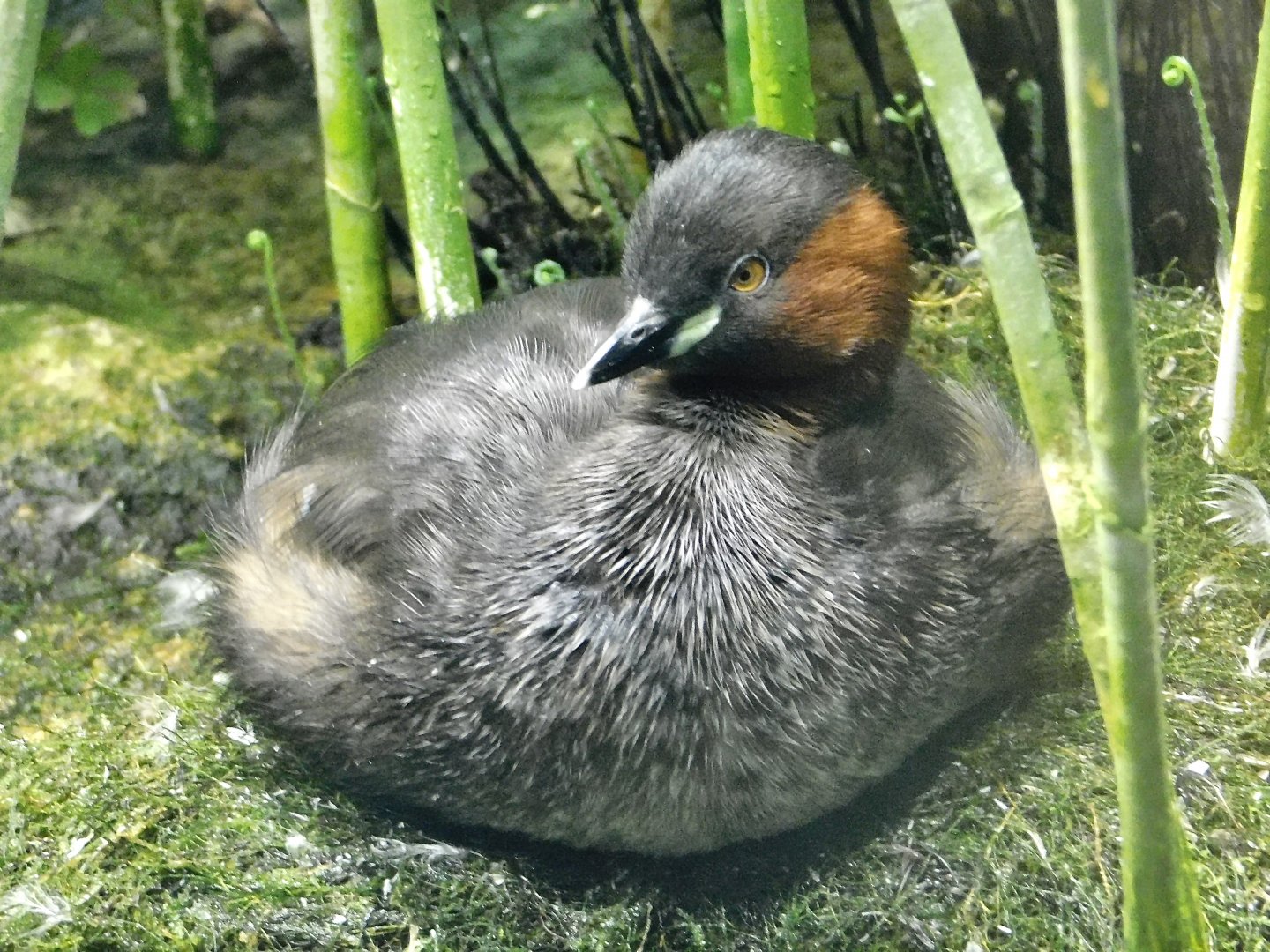 Little Grebe (Tachybaptus ruficollis) October 4, 2025