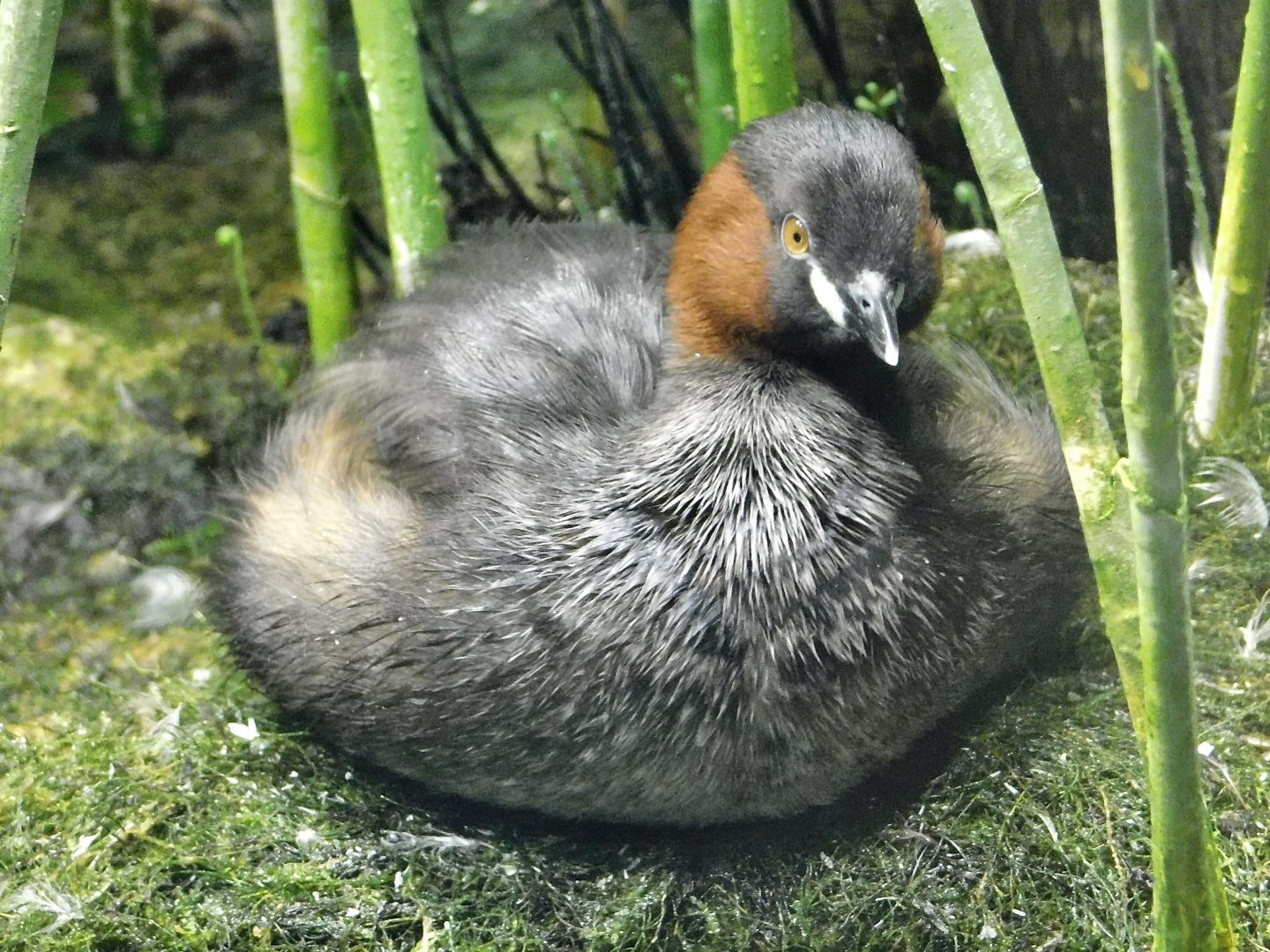 Little Grebe (Tachybaptus ruficollis) October 4, 2025