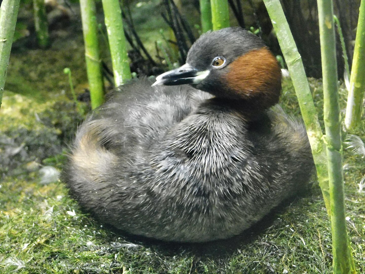 Little Grebe (Tachybaptus ruficollis) October 4, 2025