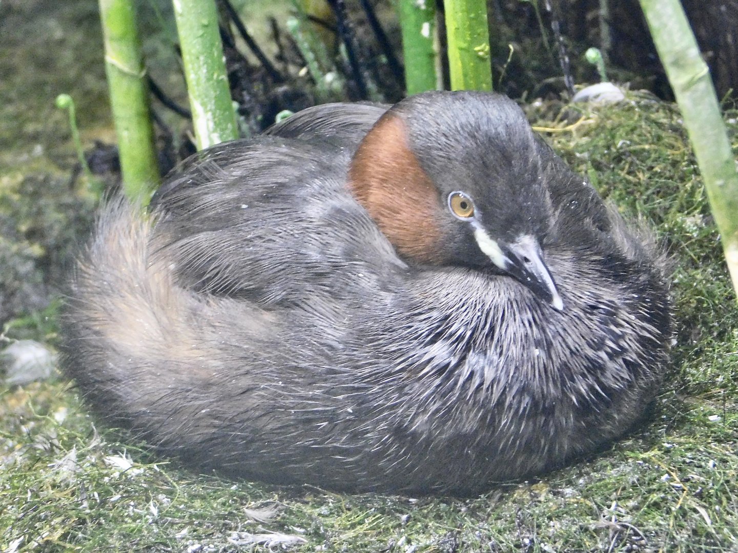 Little Grebe (Tachybaptus ruficollis) October 4, 2025