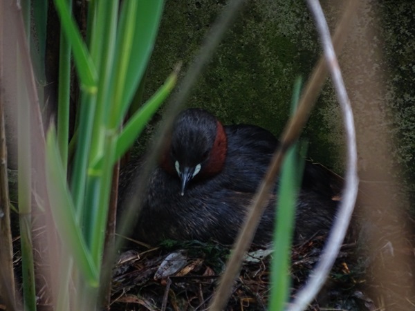 Little grebe (Tachybaptus ruficollis)