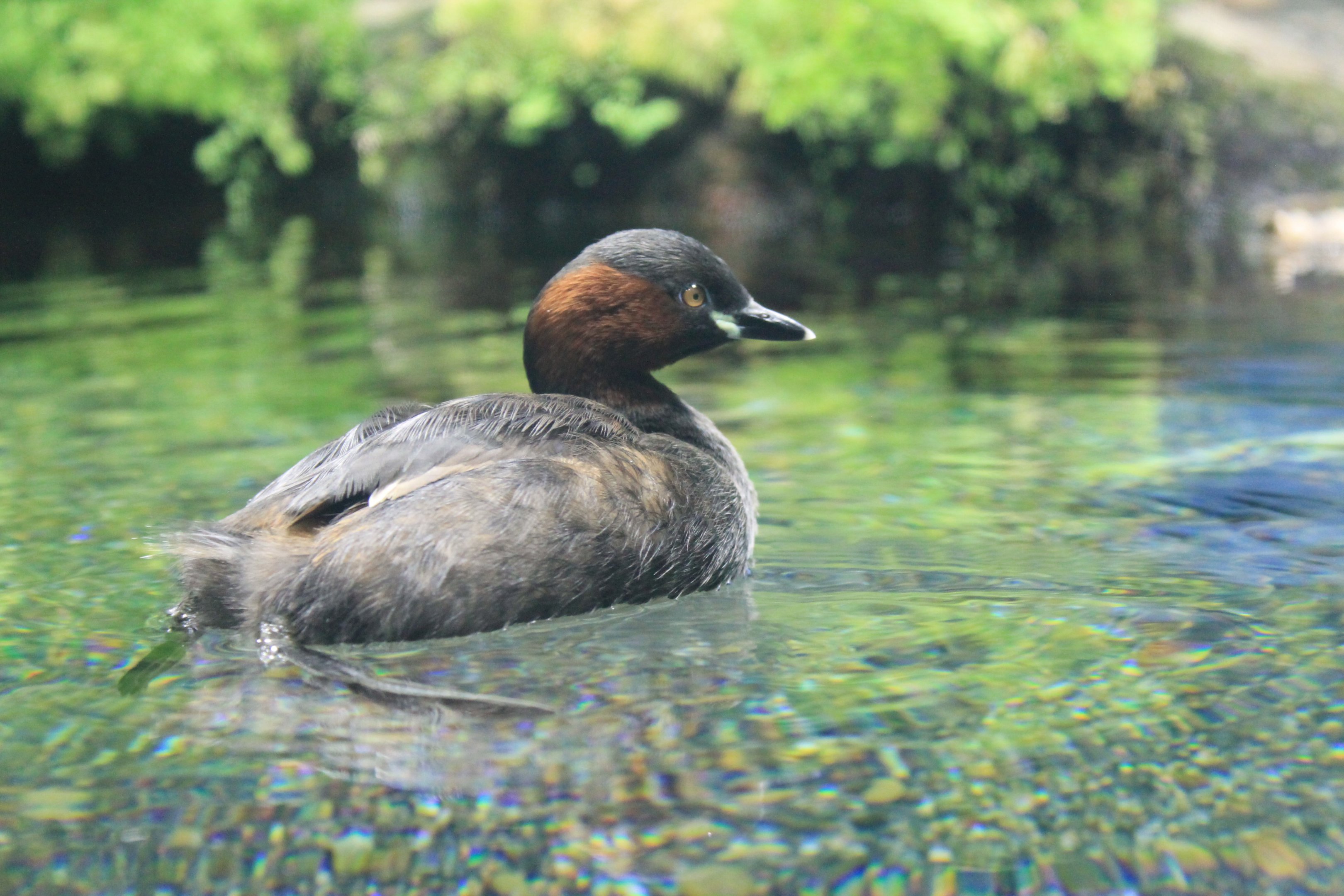 Little Grebe (Tachybaptus ruficollis)