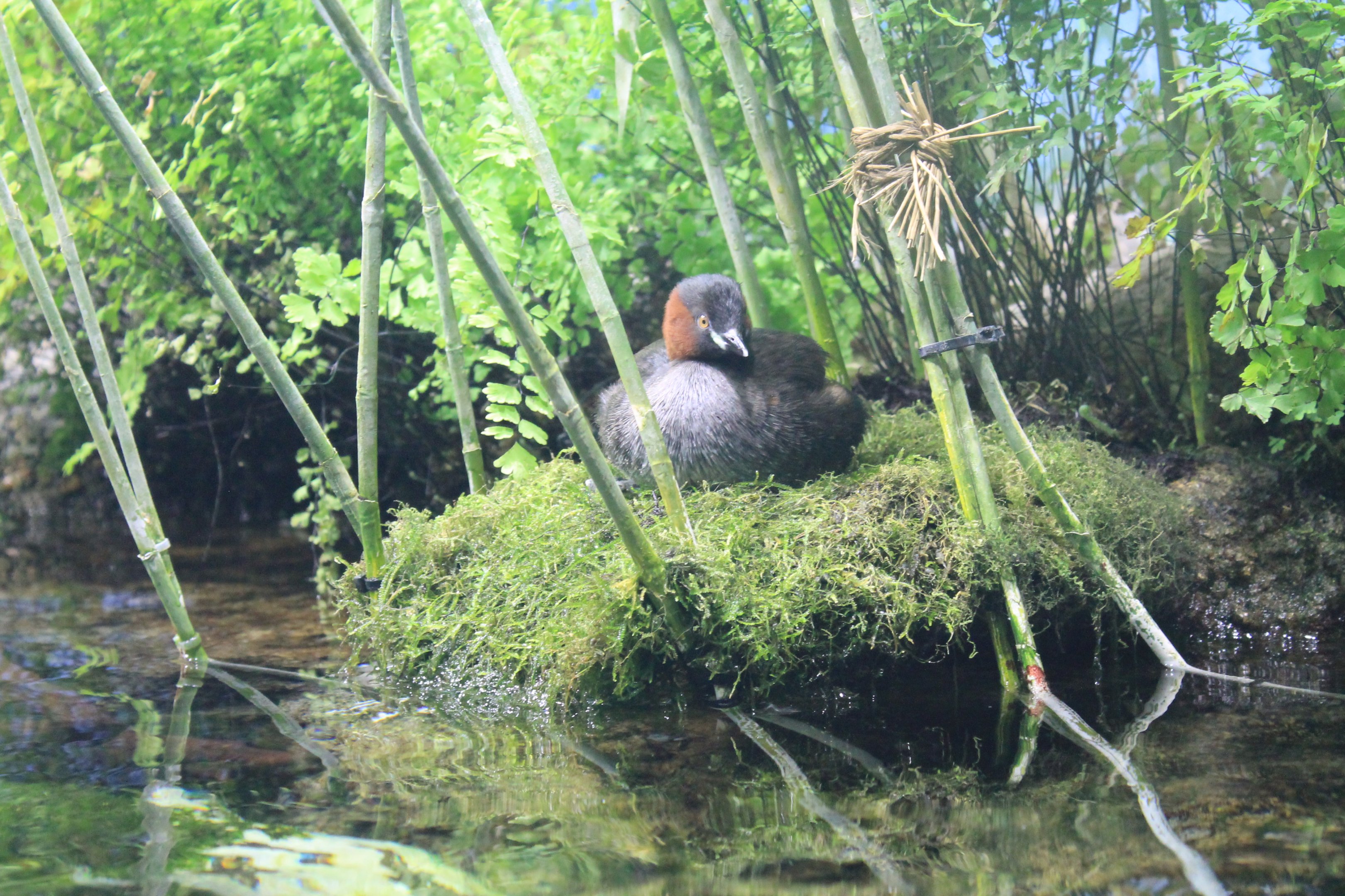 Little Grebe (Tachybaptus ruficollis)