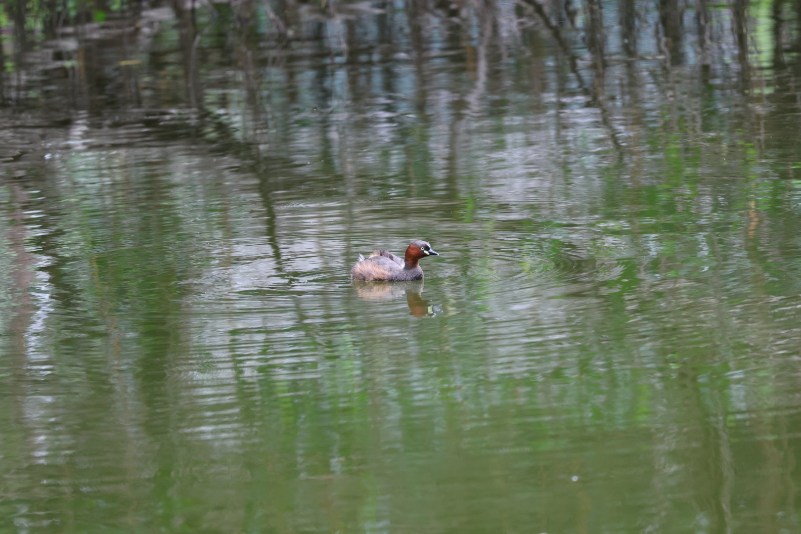 Little grebe (Tachybaptus ruficollis)
