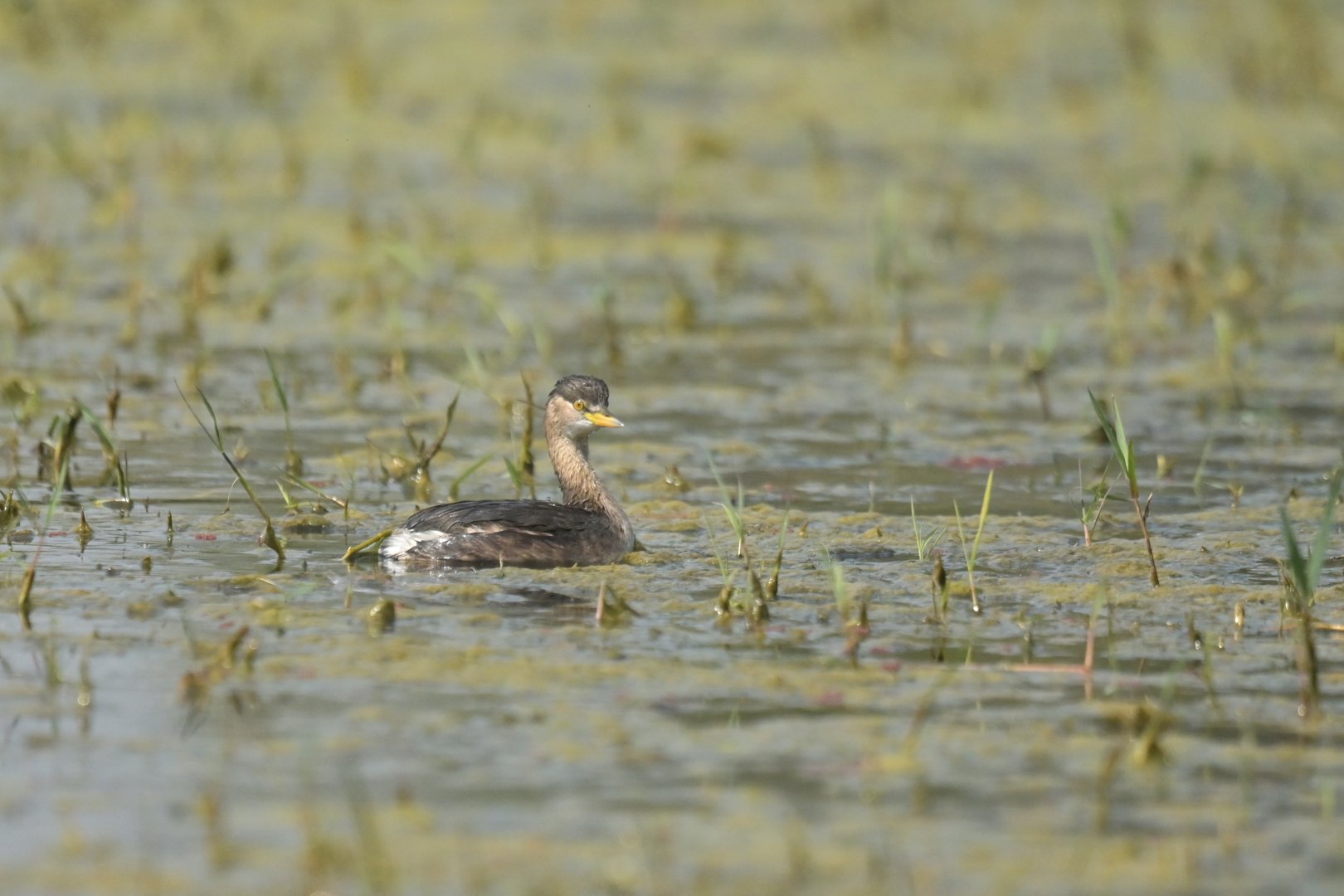 Little Grebe Tachybaptus ruficollis