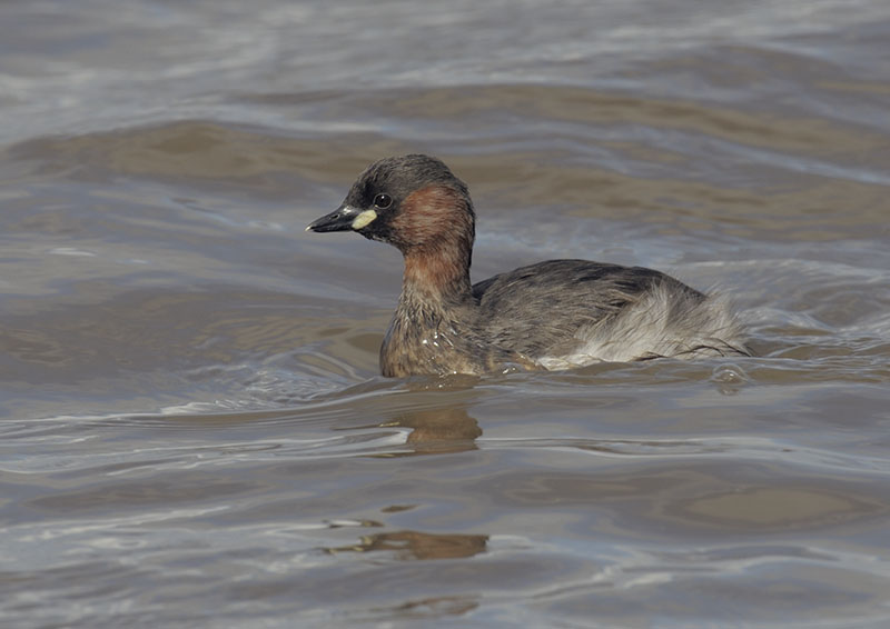 Little grebe