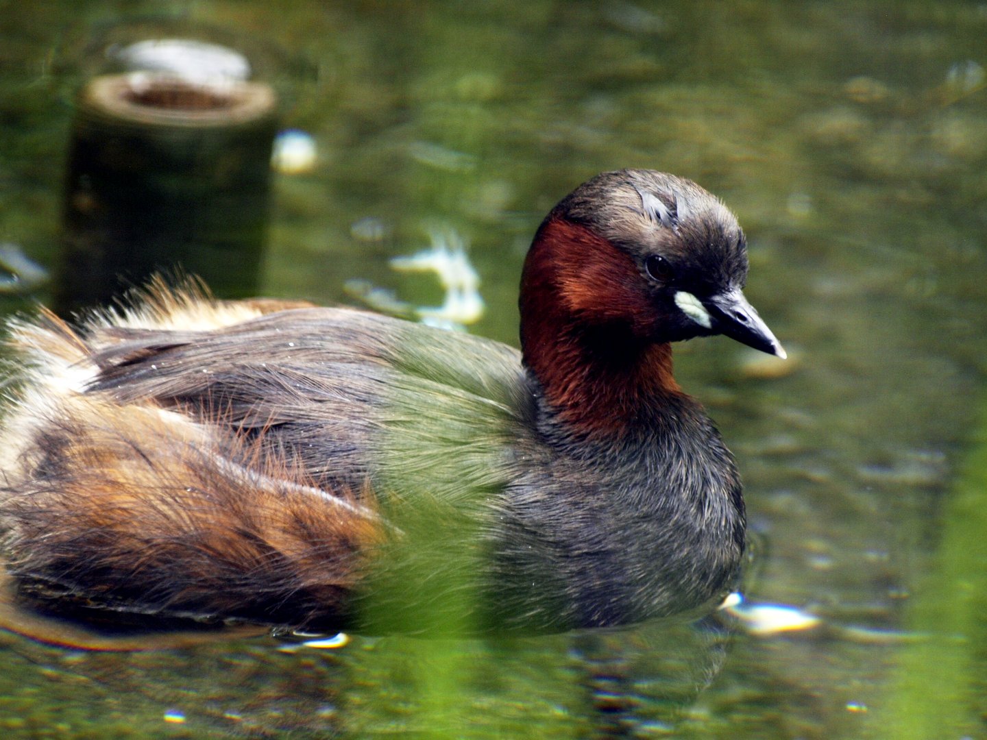 Little grebe