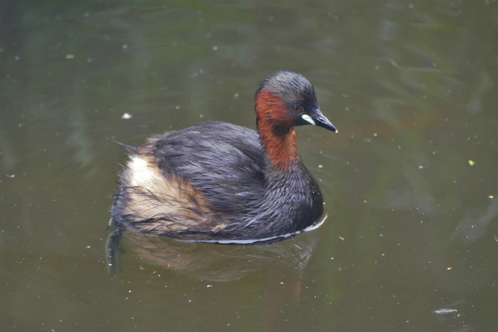 Little grebe