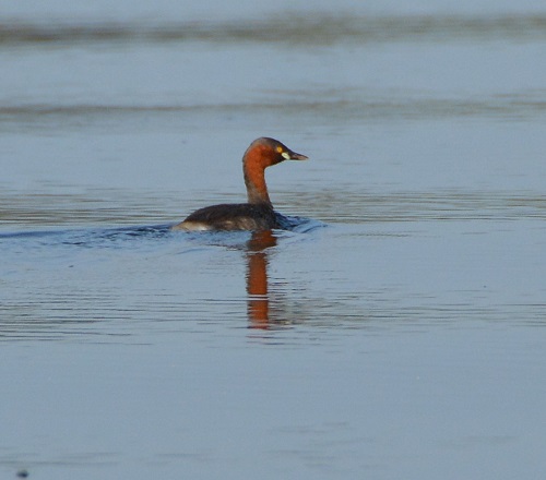 Little grebe