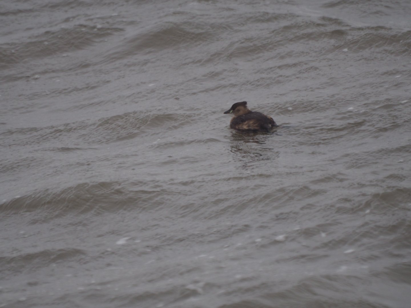 Little Grebe