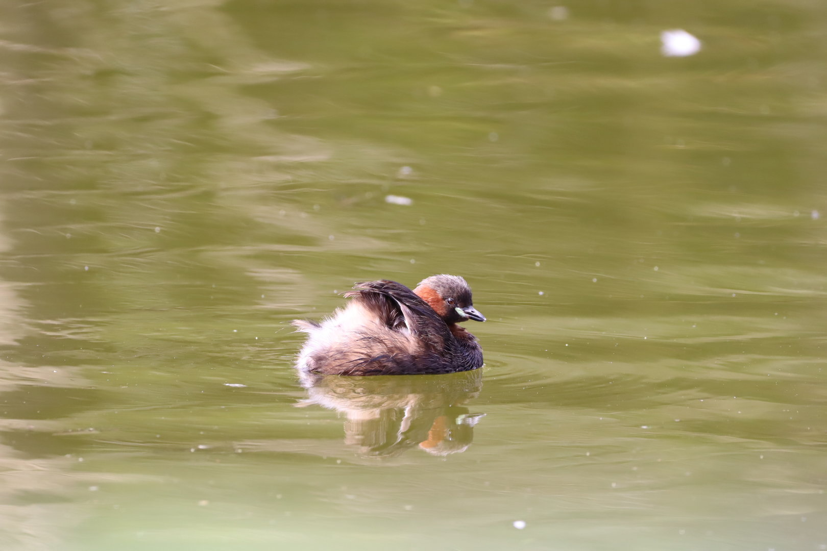 Little Grebe