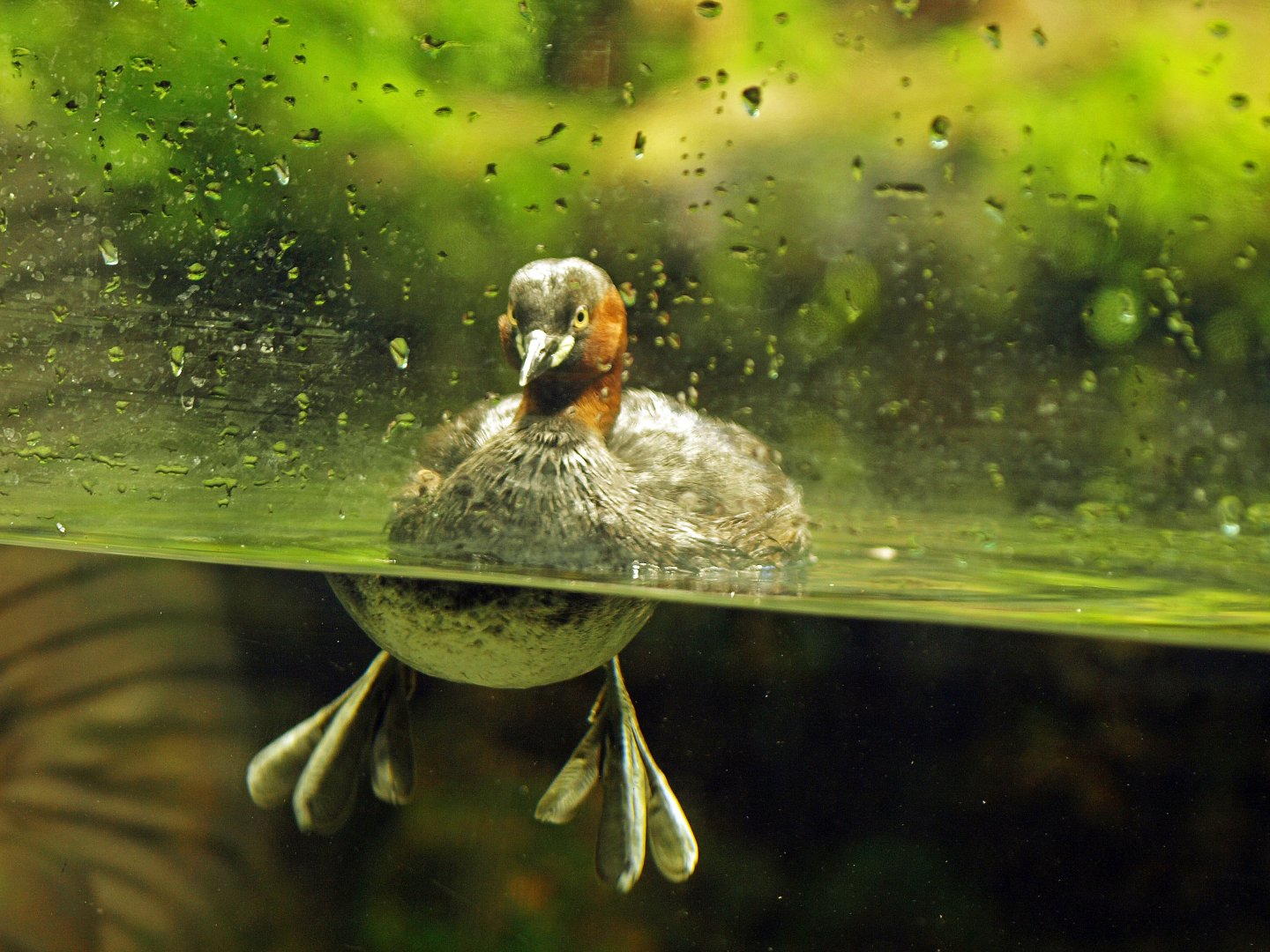 Little grebe