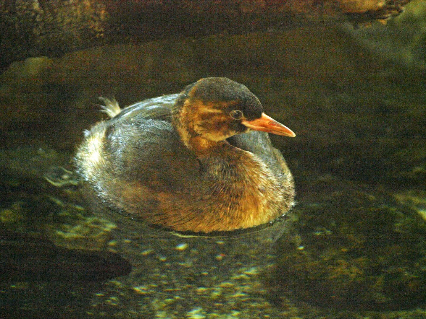 Little grebe