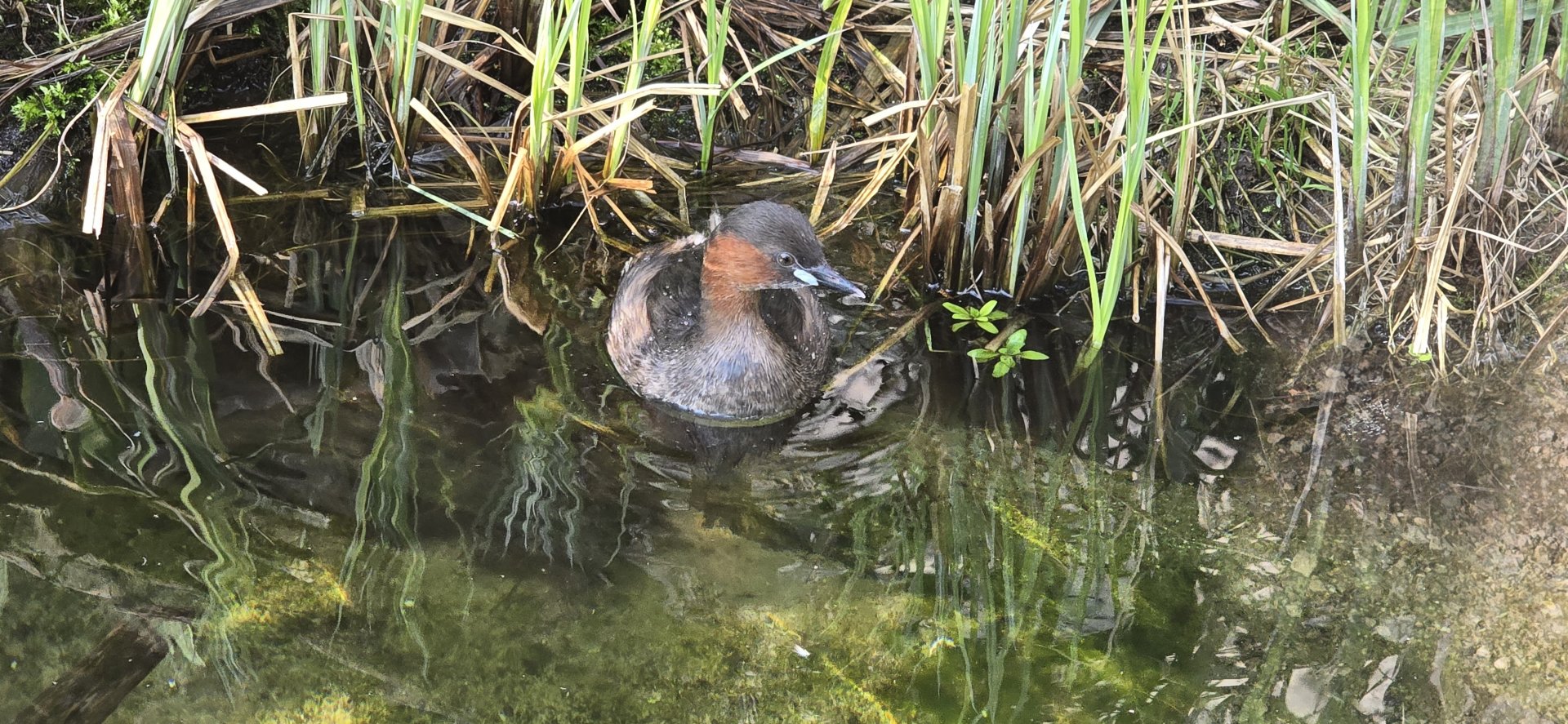 Little grebe