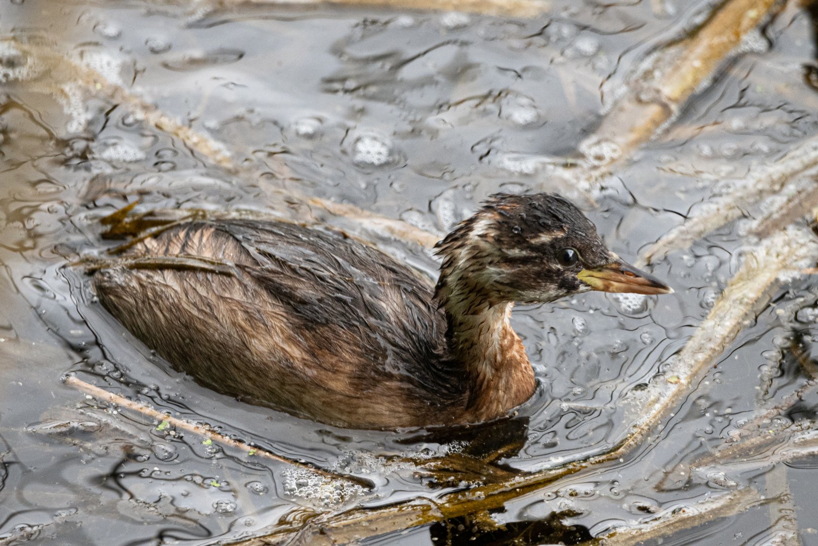 Little grebe