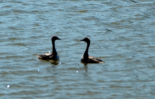 Little grebes displaying