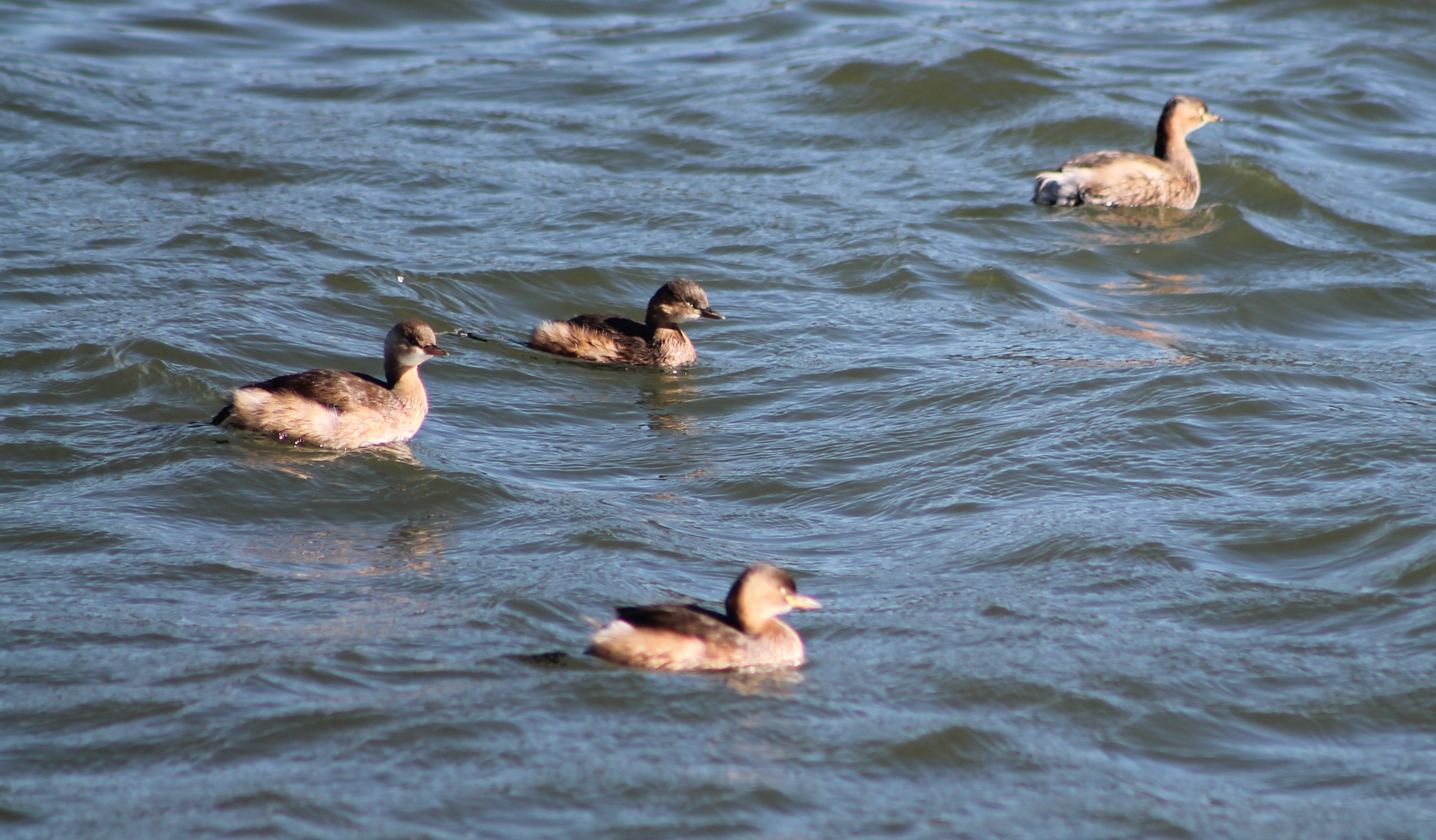 Little Grebes (Tachybaptus ruficollis)