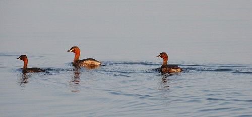 Little grebes