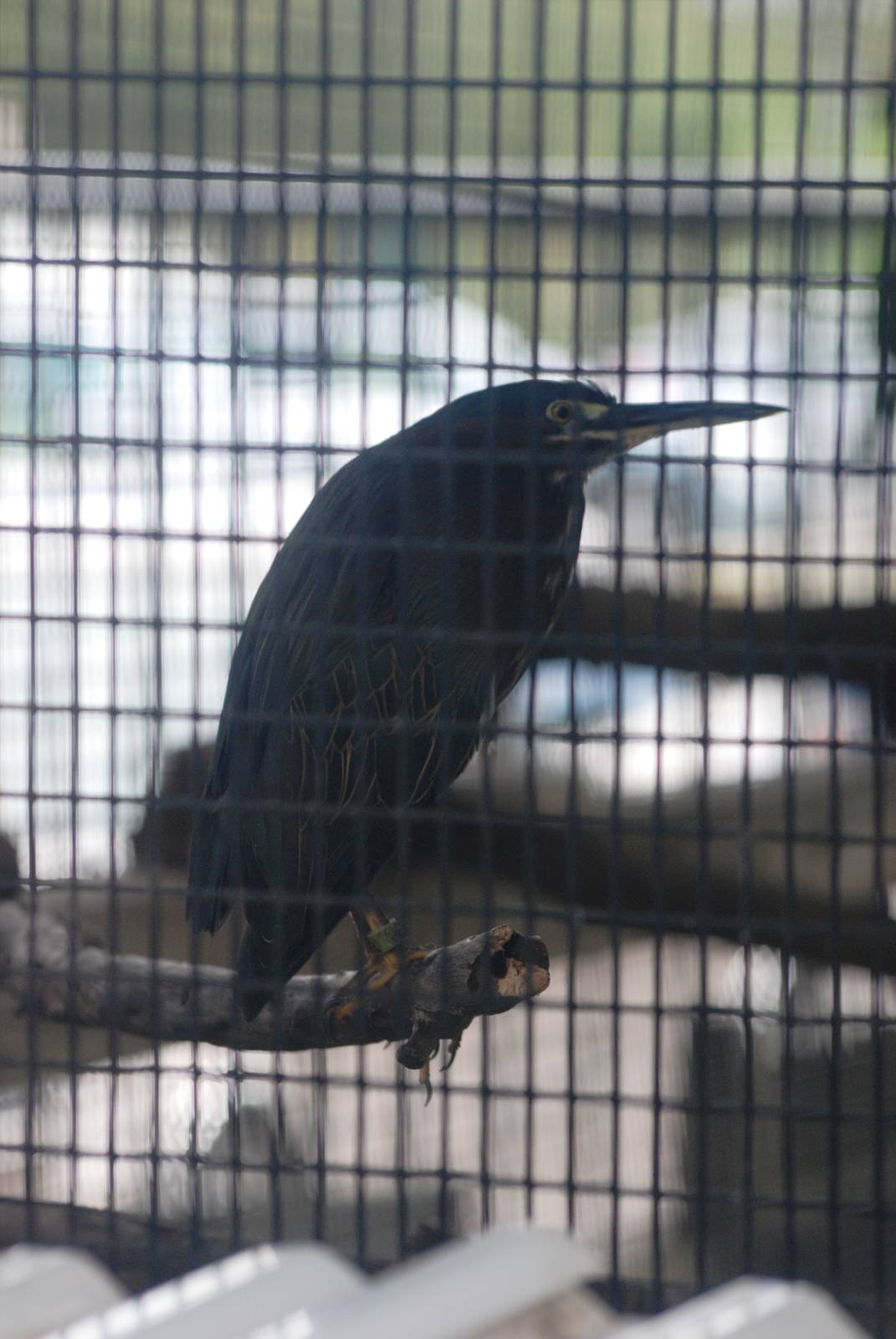 Little Green Heron at Peace River Wildlife Centre, 09/10/13