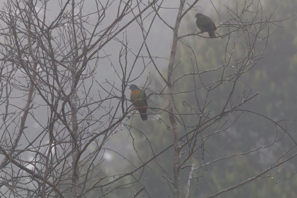 Little Green Pigeons in the mists