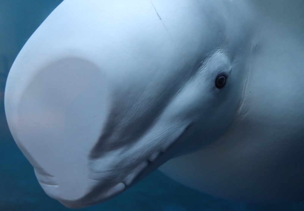 Little Grey Beluga (2022)