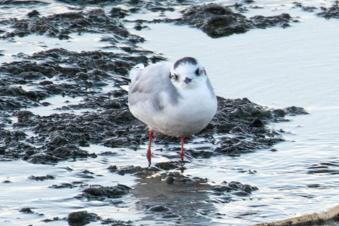 Little Gull- (Hydrocoloeus minutus)