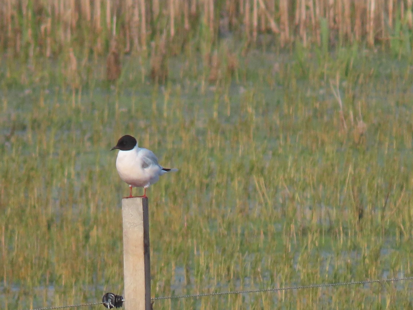 little gull (Hydrocoloeus minutus)