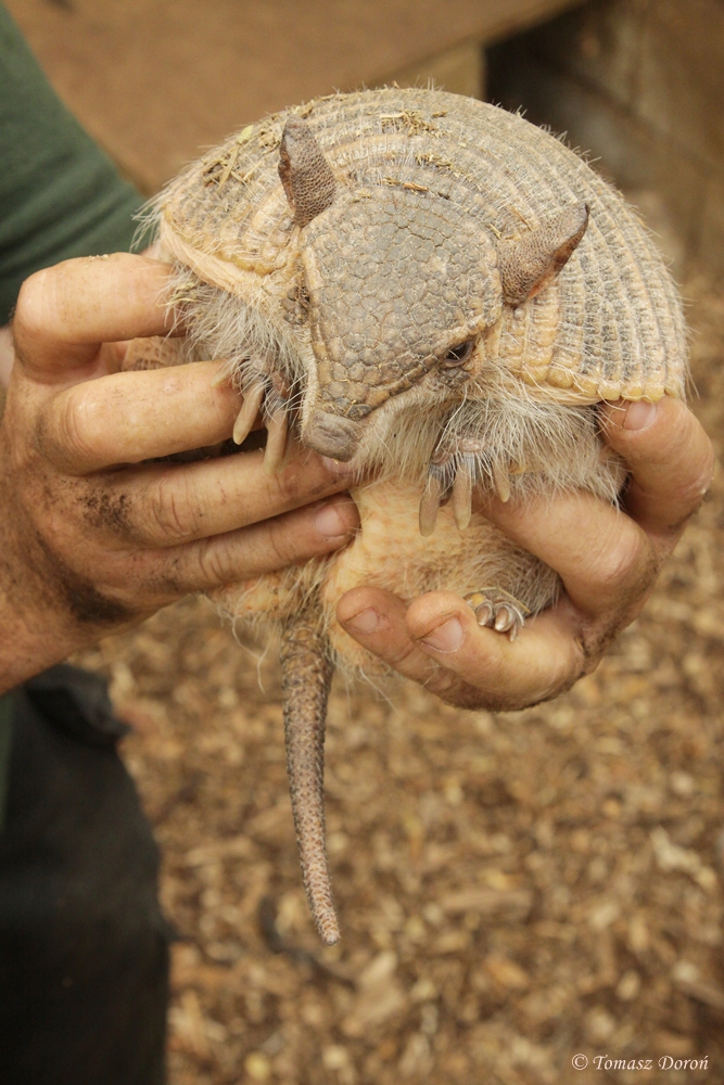Little Hairy Armadillo (Chaetophractus vellerosus) - only one in Europe