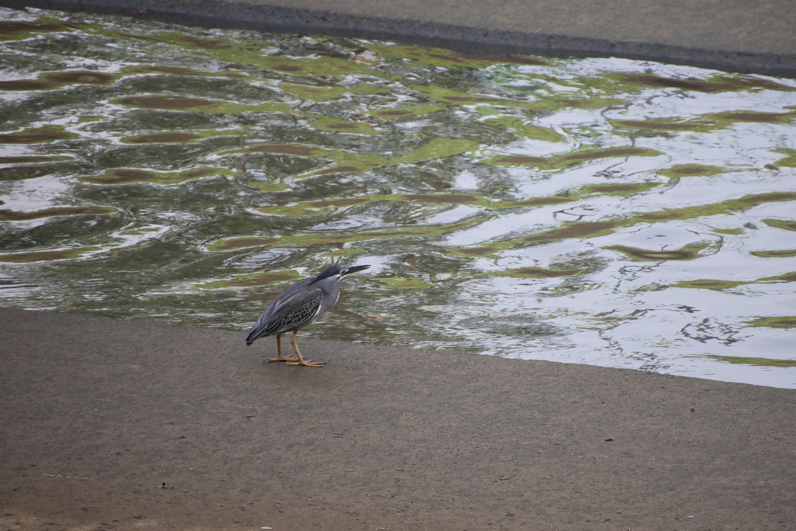 Little Heron (Butorides atricapilla)