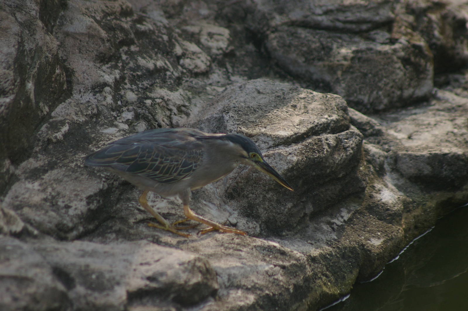 little heron (Butorides striata)