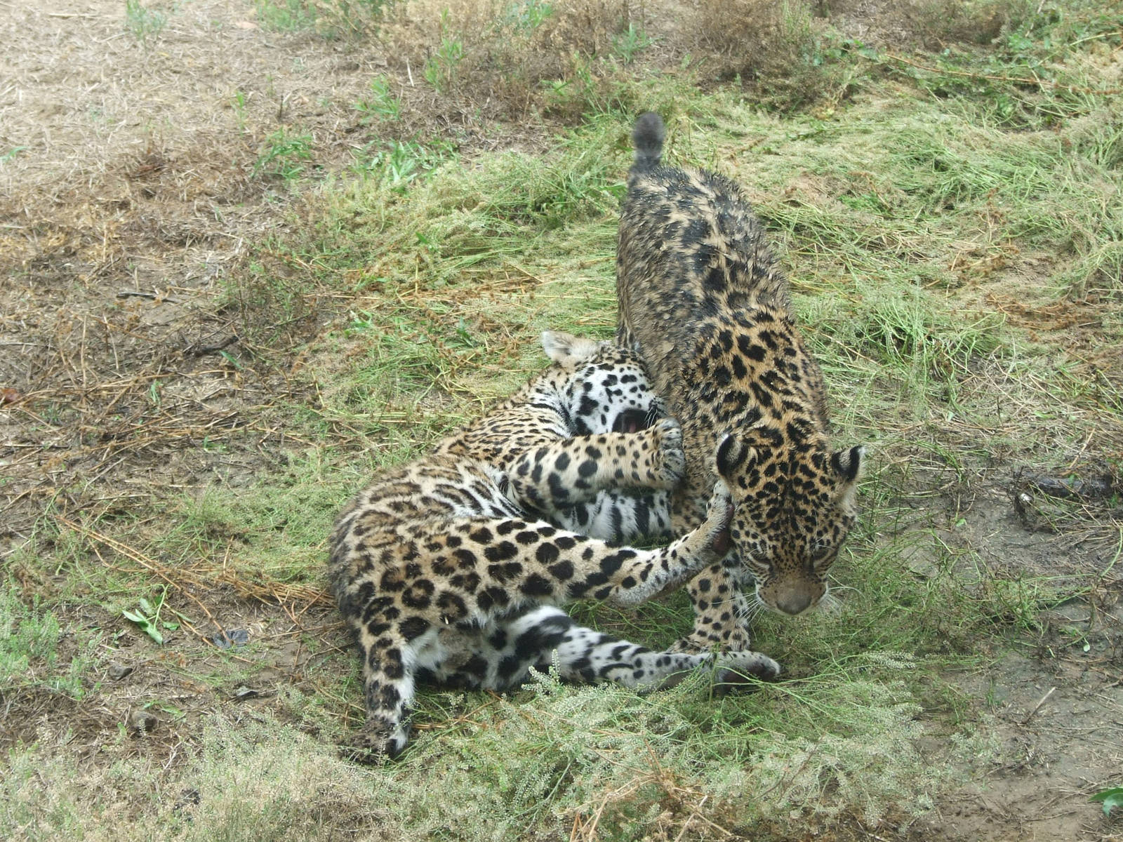 Little jaguars