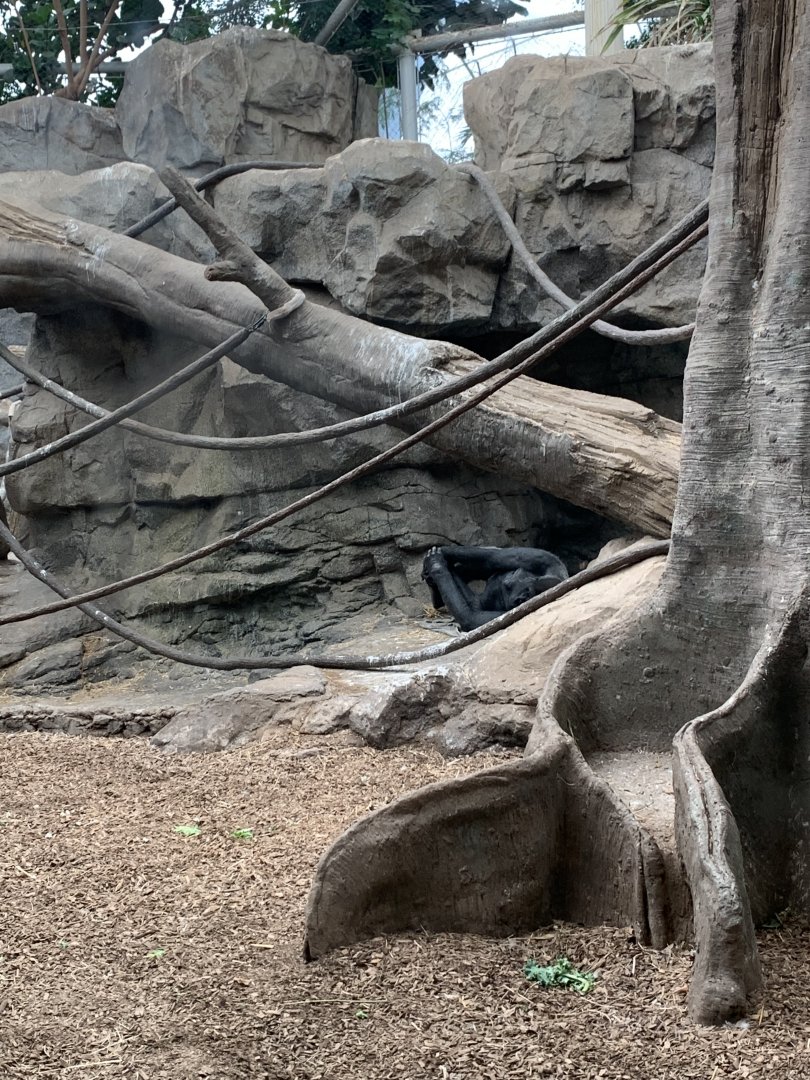 Little Joe (Tropical Forest)