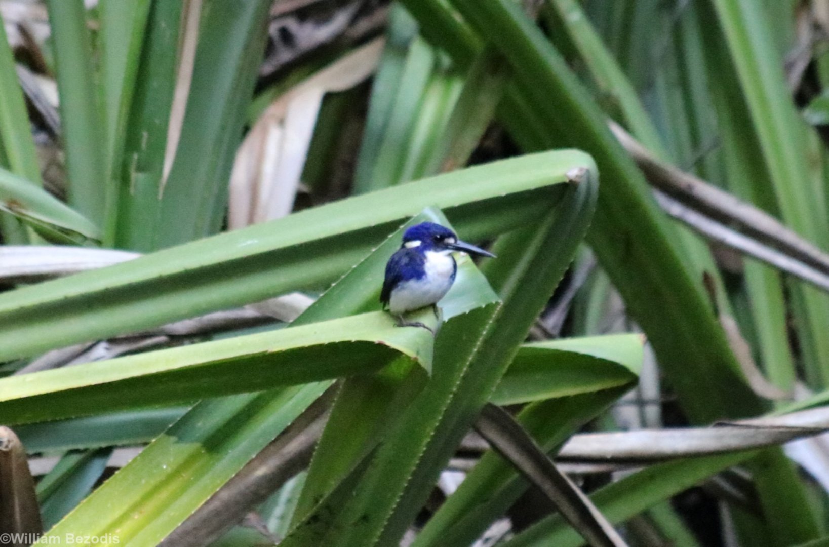 Little Kingfisher, Cairns Botanic Garden