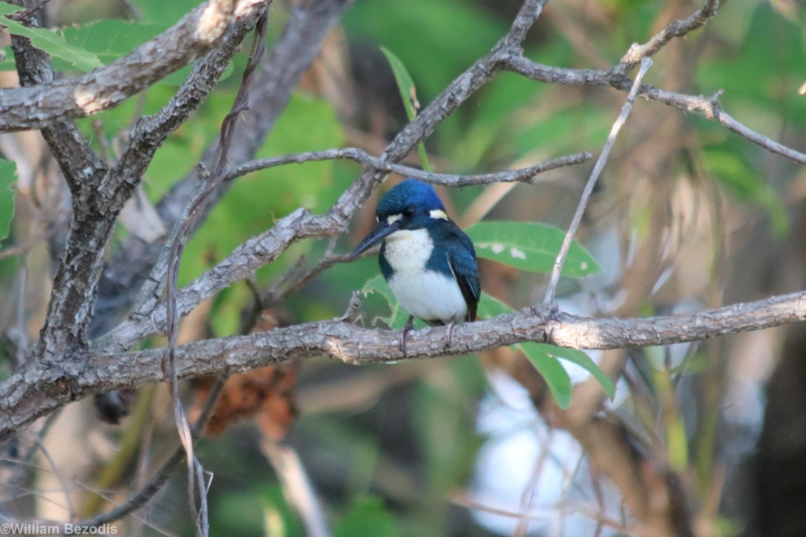 Little Kingfisher - Kakadu