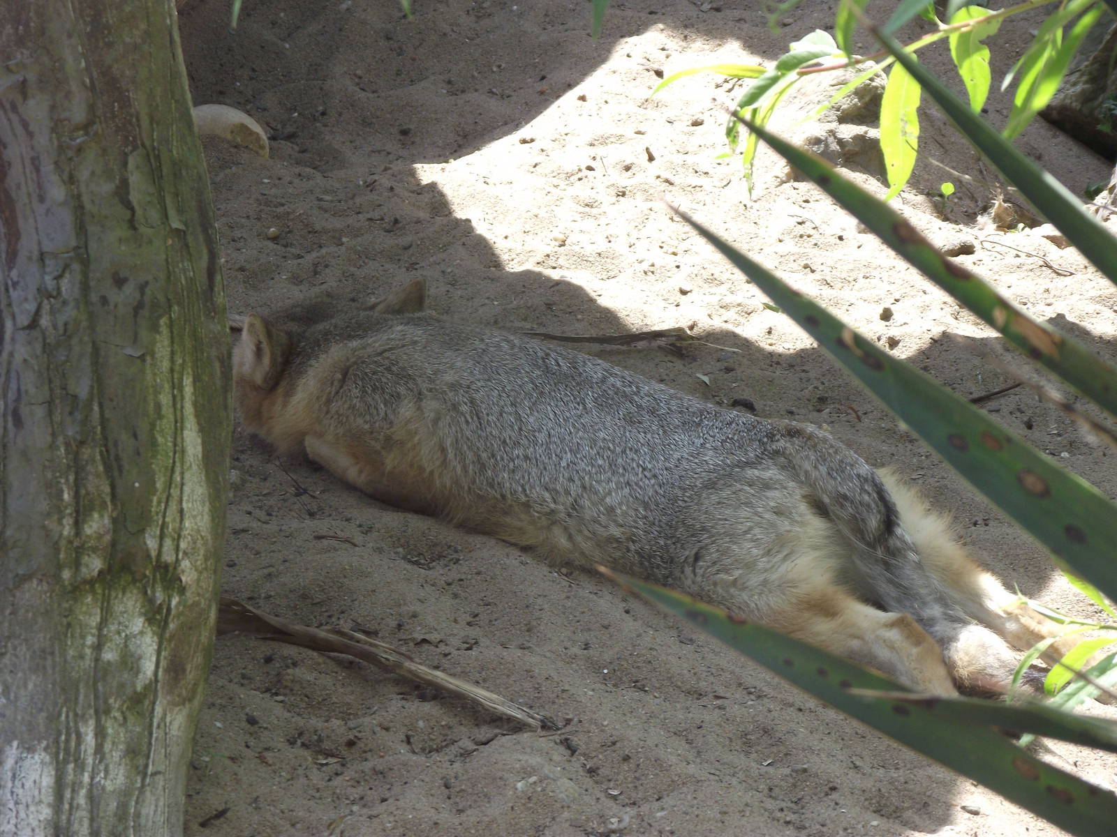 little kit fox 070511