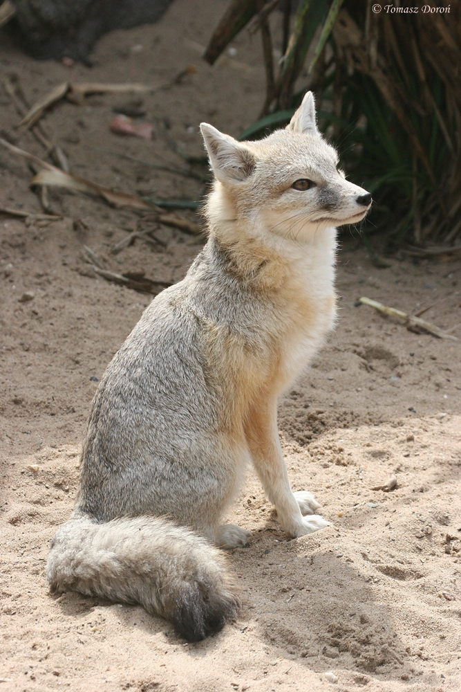 Little kit-fox (Vulpes velox)
