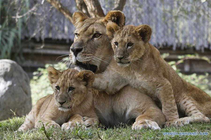 little lions buinzoo