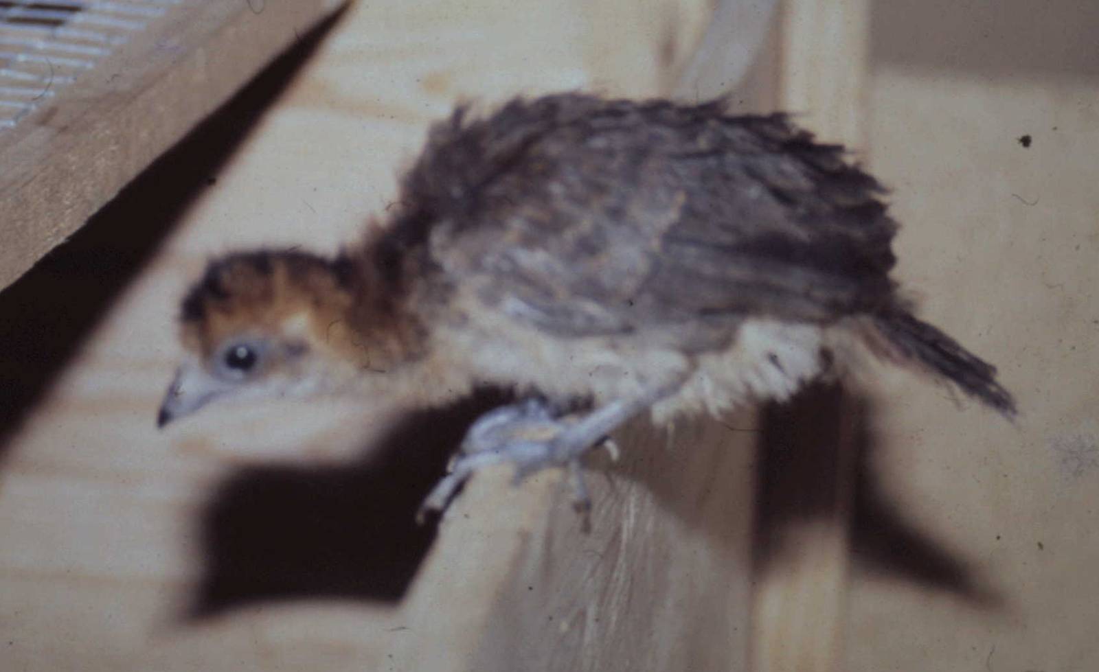 little Little chachalaca