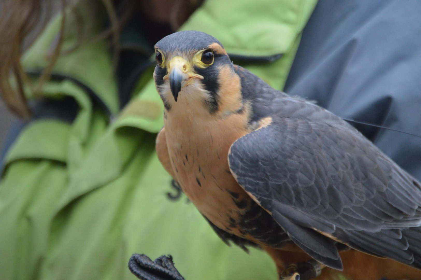 Little Lola, Falco femoralis