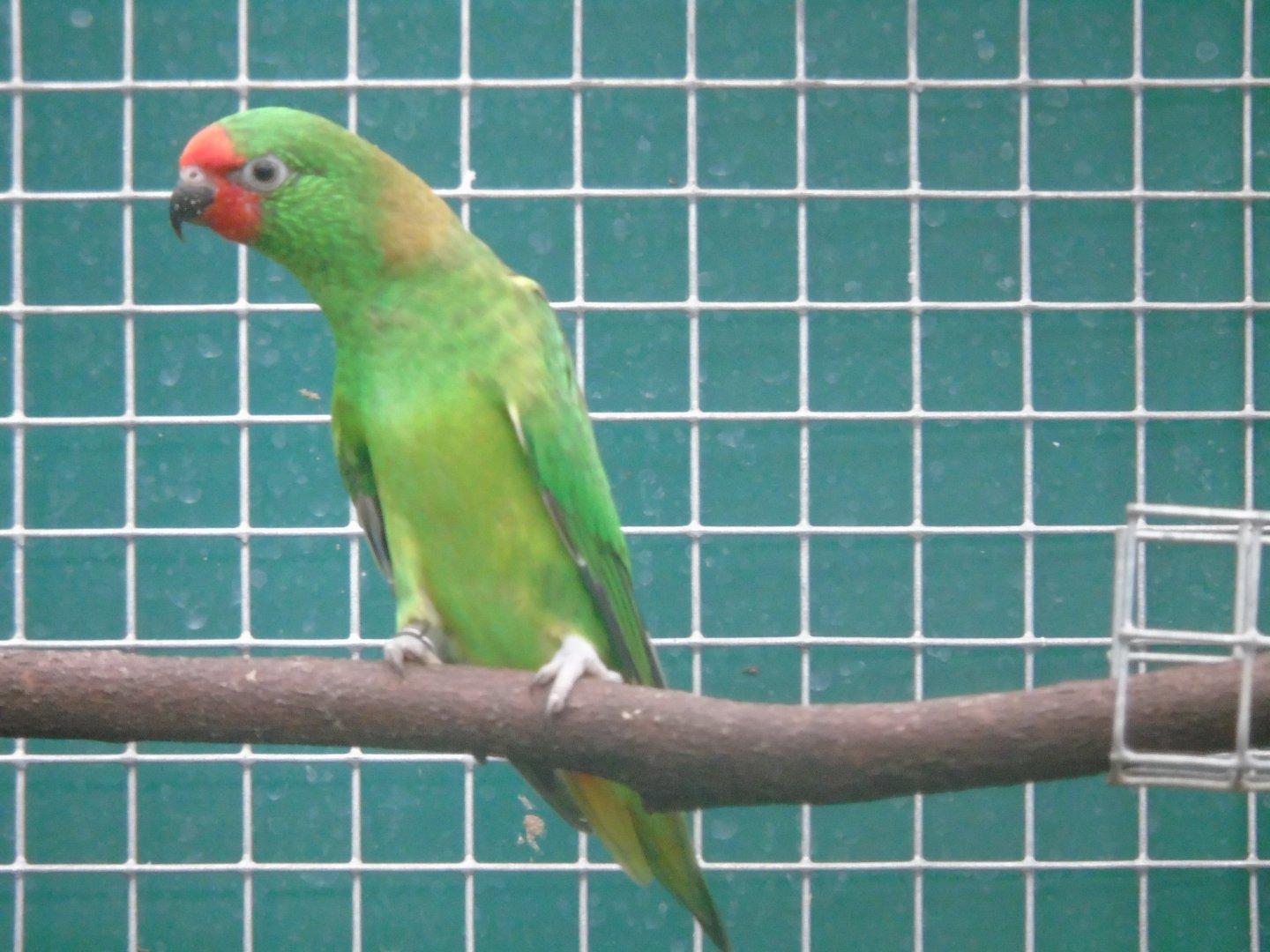 Little lorikeet - August 2018 (breeding station L Vera)