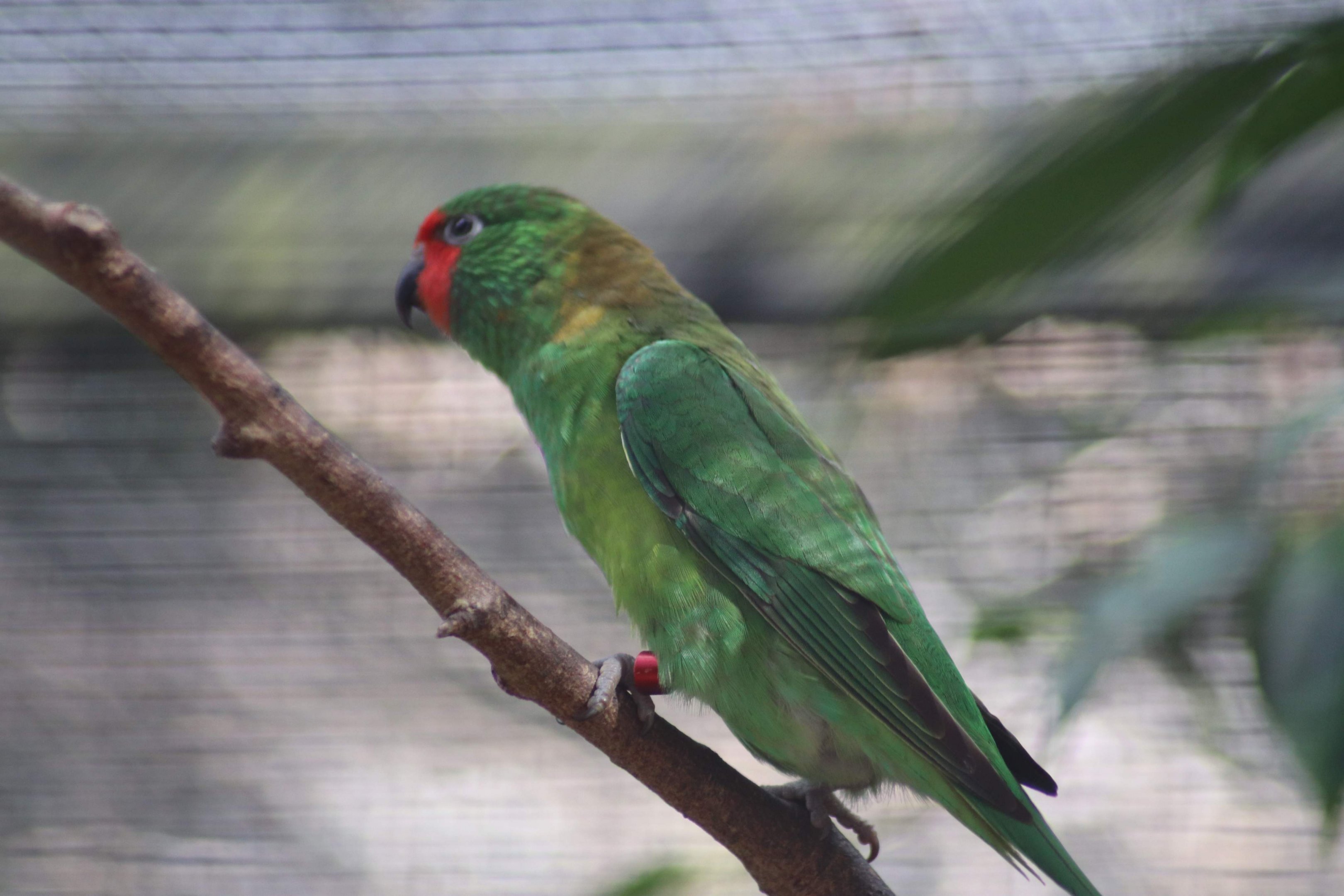 Little Lorikeet (Glossopsitta pusilla)